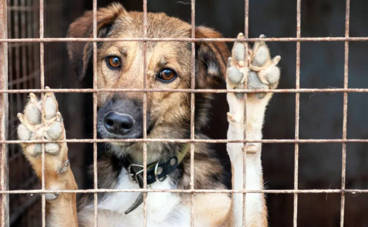 Sokak Hayvanlarına Skandal Muamele: 4 Yavru Köpek Çöp Tenekesine Atıldı