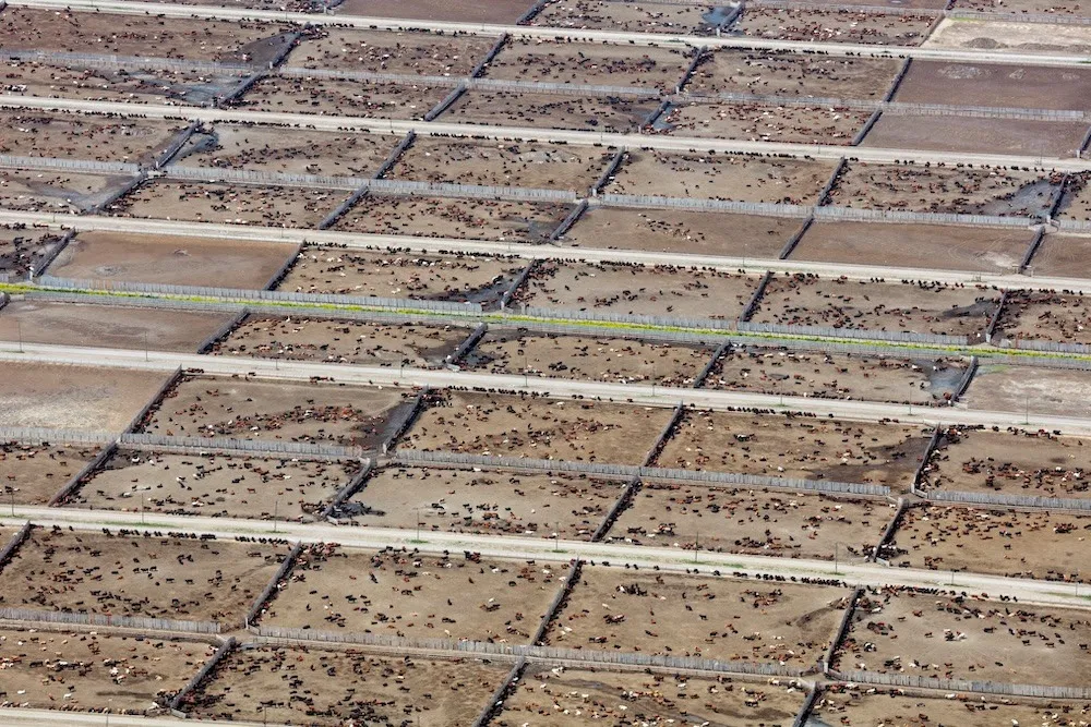 Endüstriyel Hayvancılık, Küresel İklim Hedeflerini Tehdit Ediyor