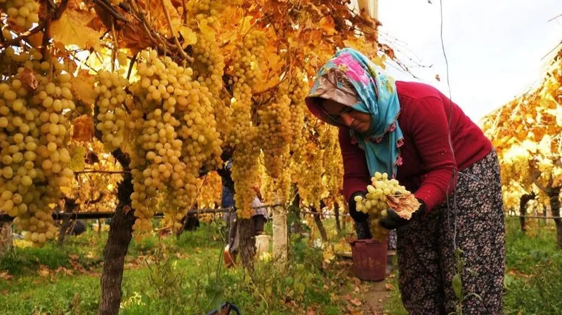 Üzüm hasadında sona yaklaşıldı
