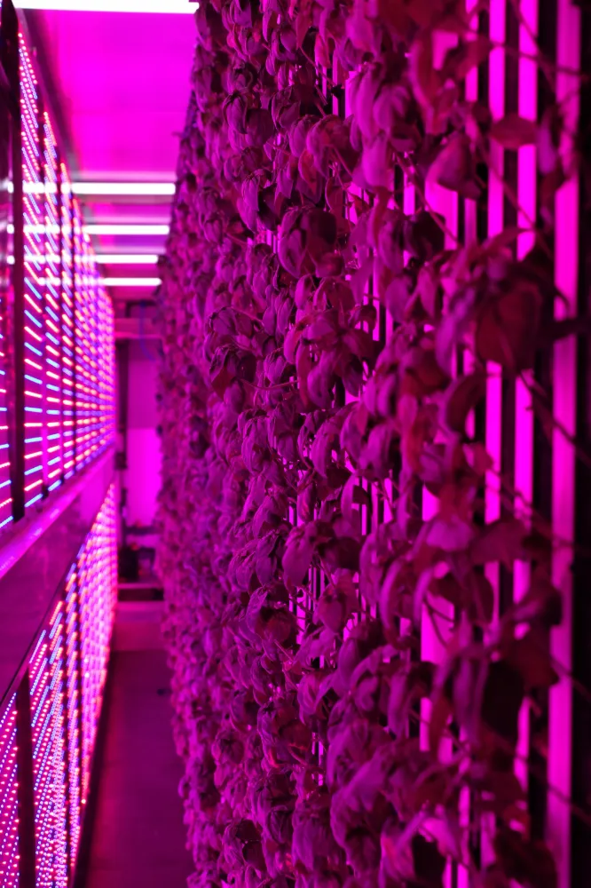 İGSAŞ ve Yeditepe Üniversitesi Dikey Tarım Projesi İçin İş Birliği Yaptı