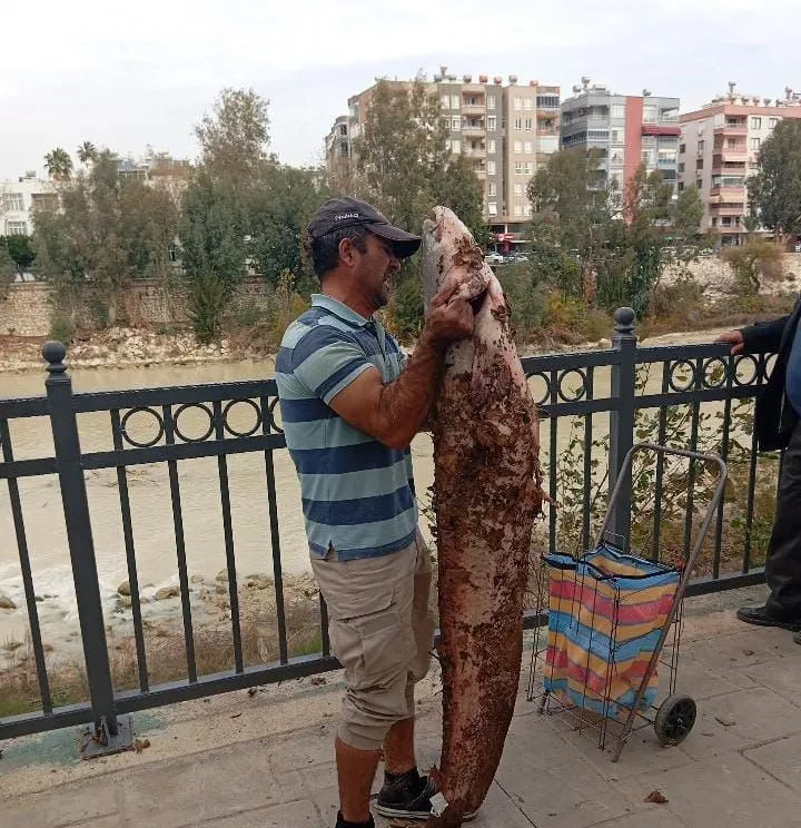 Boyu kadar yayın balığını eliyle yakaladı
