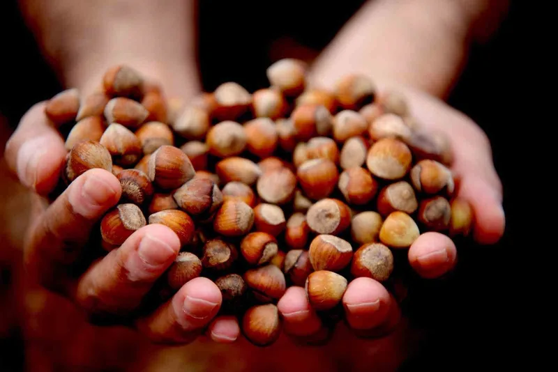 Düzce’de fındık ihracı geçen yılın gerisinde kaldı
