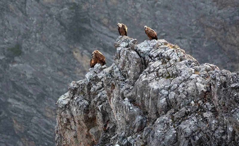 Kemaliye’de göçmen akbabalar görüntülendi
