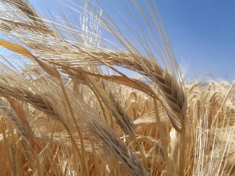 Kuraklık arpa ekimini artırdı
