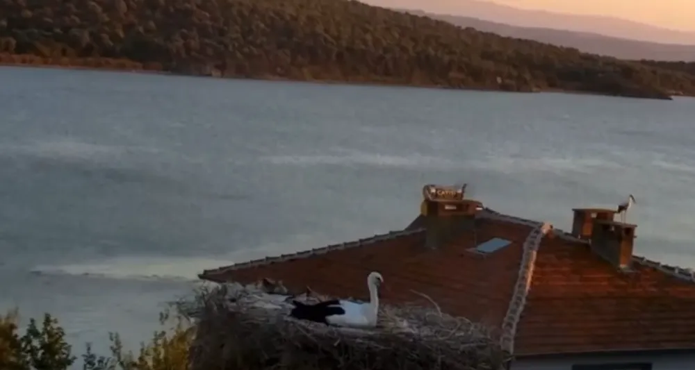 Yaren Leylek depremi önceden hissetti